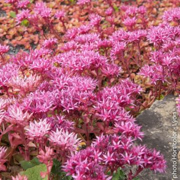 Sedum Spurium Rosa