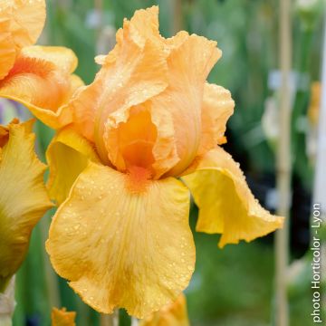 Iris a grandi fiori Orange Chariot