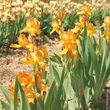 Iris a grandi fiori Hormanie