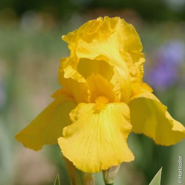 Iris a grandi fiori Ola kala