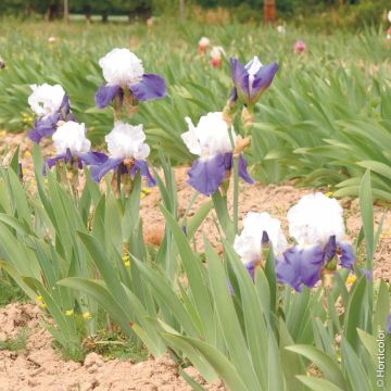 Iris a grandi fiori Matineta