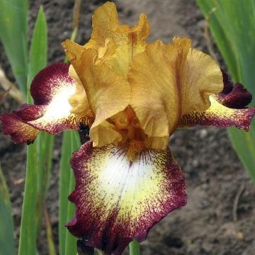 Iris a grandi fiori ‘Showcase’
