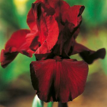 Iris a grandi fiori Spartan