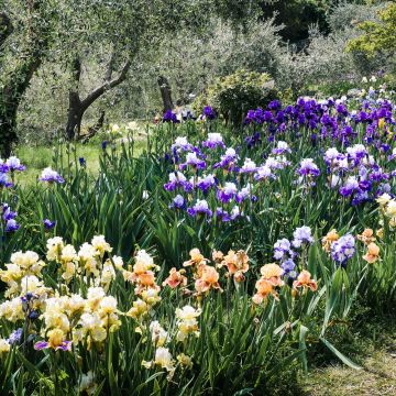 Iris a grandi fiori in mix