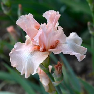 Iris a grandi fiori Beverly Sills