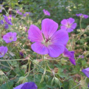 Geranio Perenne Rozanne &reg; Vasetto da 8/9 cm