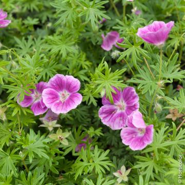 Geranio perenne Sanguigno Elke