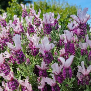 Lavanda selvatica rosa MAGICAL ® Posy Pink Kolmapopi