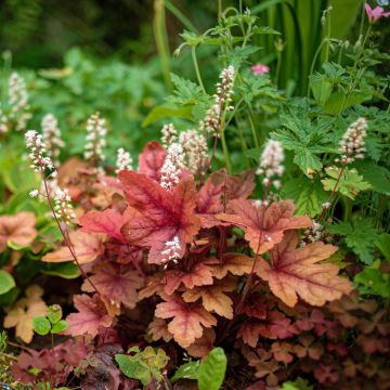 Heuchera o Campana di corallo MARMALADE ®