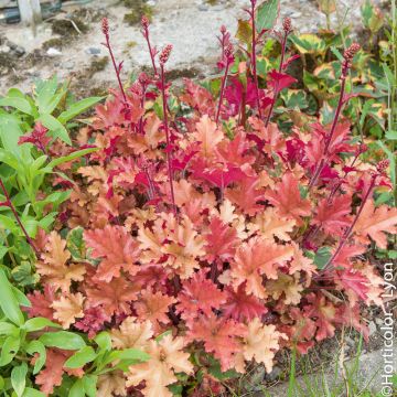 Heuchera o Campana di corallo MARMALADE ®