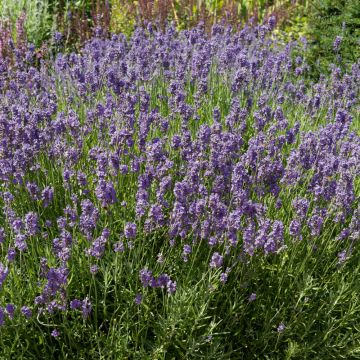 Lavanda vera o Lavandula angustifolia LesBleus Thierry