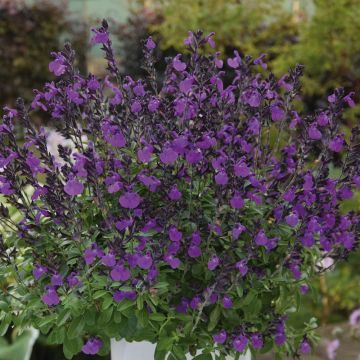 Salvia arbustiva viola o Salvia greggii MIRAGE TM Violet