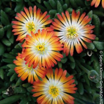 Delosperma vivace LIDO ® Orange With Eye