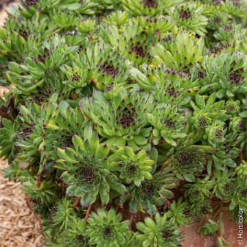 Semprevivo o Sempervivum CHICK CHARMS ® Appletini