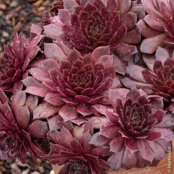 Semprevivo o Sempervivum CHICK CHARMS ® Chocolate Kiss