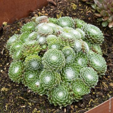 Semprevivo o Sempervivum CHICK CHARMS ® Cotton Candy