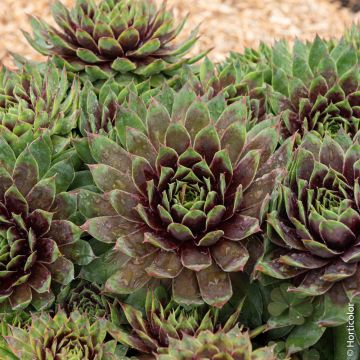 Joubarbe ou Sempervivum CHICK CHARMS ® Cranberry Cocktail