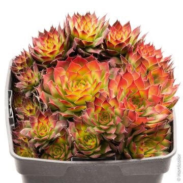 Semprevivo o Sempervivum CHICK CHARMS ® Gold Nugget