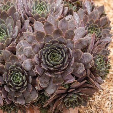 Semprevivo o Sempervivum CHICK CHARMS ® Plum Parfait