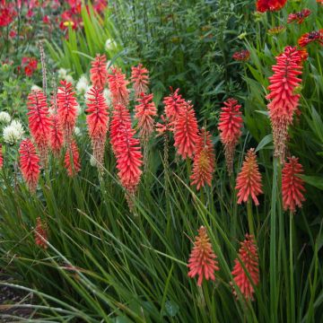 Kniphofia POCO ® Red, Tritoma rosso