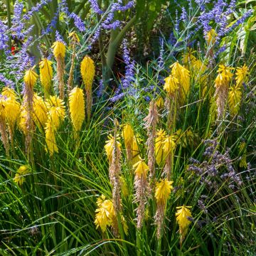 Kniphofia POCO ® Yellow, Tison de Satan jaune