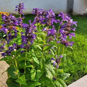 Nepeta nervosa Nettuno, Menta dei gatti
