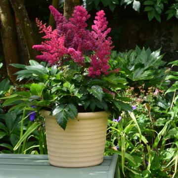 Astilbe rosso YOUNIQUE TM Ruby Red