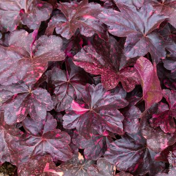 Heuchera MIDNIGHT ROSE ®