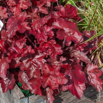 Heuchera FIRE CHIEF ®