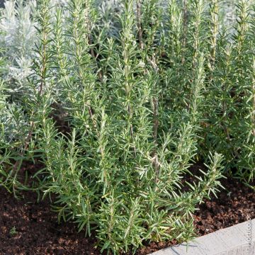 Pianta di Rosmarino