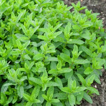 Menta Marocchina o Menta spicata 'Nanah'