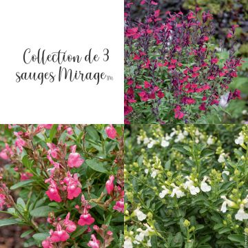 Collection de 3 Sauges arbustives MIRAGE TM