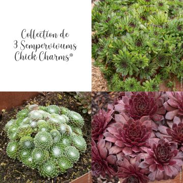Collection de 3 Joubarbes Sempervivum CHICK CHARMS