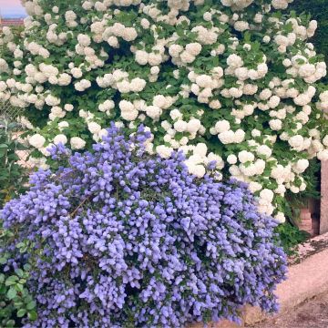 Ceanothus Repens