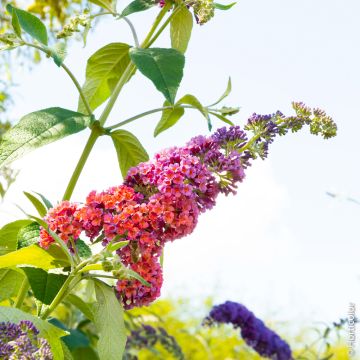 Buddleia Flower Power - Albero delle farfalle - Lillà dell'estate