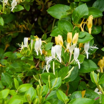 Caprifoglio del Giappone o Lonicera Japonica Halliana