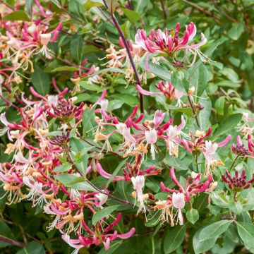 Chèvrefeuille du Japon ou Lonicera japonica 'chinensis'