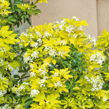 Choisya Ternata Arancio del Messico