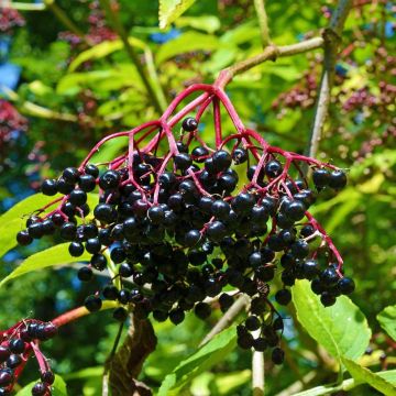 Sambucus Nigra (Sambuco nero)