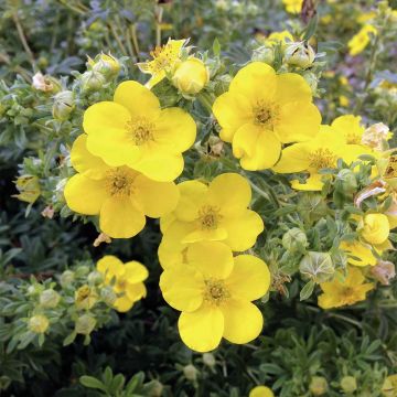 Potentilla Goldfinger