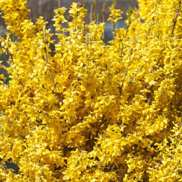 Forsizia WEEK-END Courtalyn