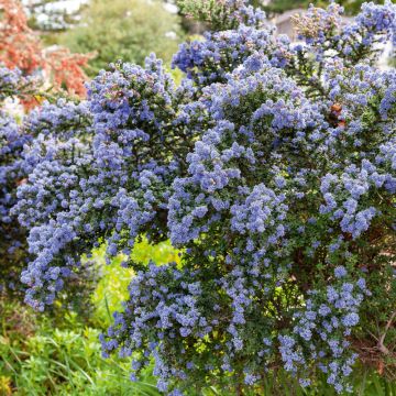 Ceanothus Skylark