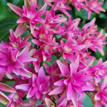 Ortensia macrophylla YOU & ME ® Princess Diana