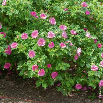 Rosa rugosa Rubra