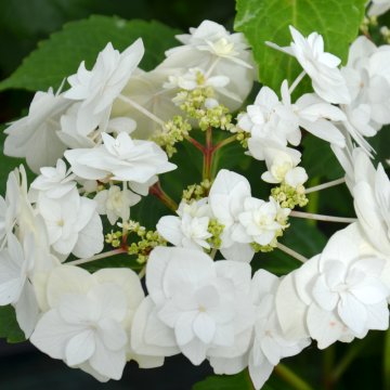 Ortensia macrophylla Wedding Gown