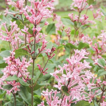 Lillà BLOOMERANG ® Pink Perfume Cov