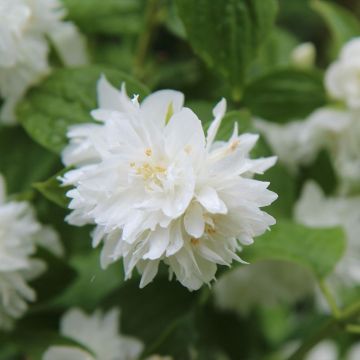 Filadelfo o Fiore d'angelo - Philadelphus X 'Snowflake'