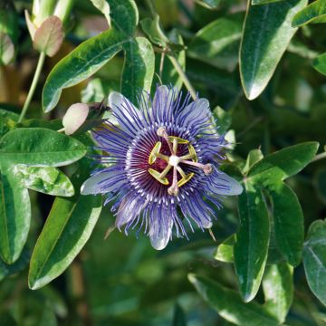 Passiflora Purple Haze