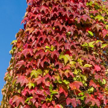 Vite Vergine Americana