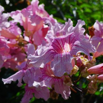Bignonia rosa o Podranea ricasoliana